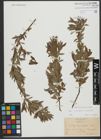 Foto von Salix triandra L. x Salix viminalis L.